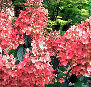 Hydrangea Flowers on About Das   Planting Instructions   Usdazone Map   Our Guarantee