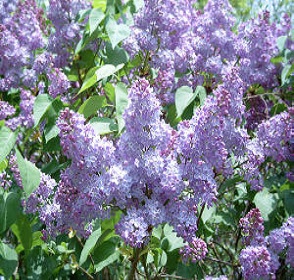 Common Lilac 
