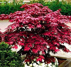 Jap Red Maple 