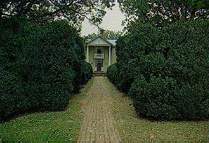 This auction is for 10 boxwood, 8 12 inches tall and 2 3 inches wide 