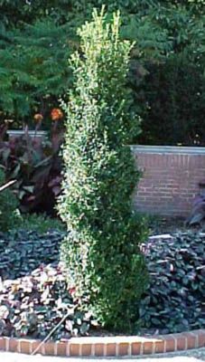 FASTIGIATA BOXWOOD  Tall formal garden evergreen shrub  