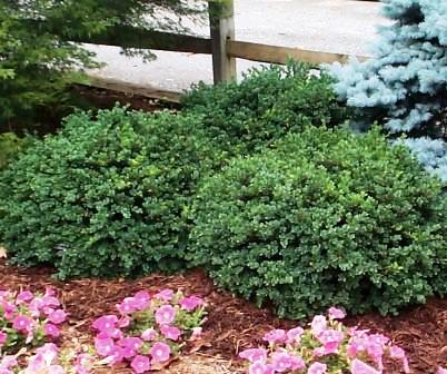 VARDAR VALLEY BOXWOOD Blue green leaf hedge  Lot of 10   