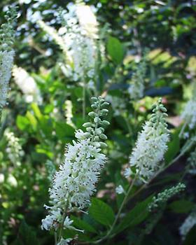 Hummingbird Summersweet Clethra (2-3 feet tall in gallon containers ...