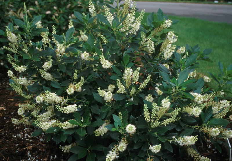 Hummingbird Summersweet Clethra (2-3 feet tall in gallon containers ...