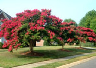 Lagerstroemia indica Dynamite Red Crepe Myrtle  