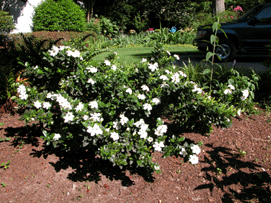 DAISY GARDENIA   Evergreen & Fragrant White Blooms   LIVE PLANT (Pick