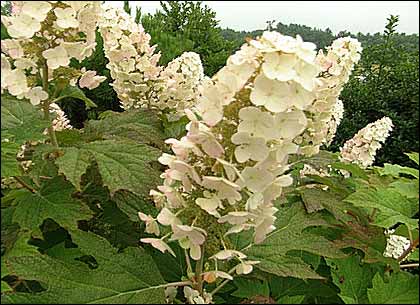 Rich White blooms