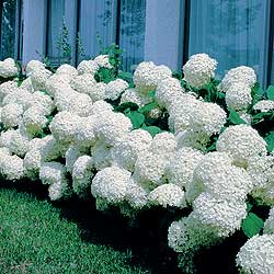 Hydrangea arborescens Annabelle Trade Gallon  