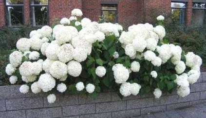 Hydrangea arborescens Annabelle Trade Gallon  