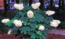 SNOW QUEEN OAKLEAF HYDRANGEA Summer bloom & fall color  