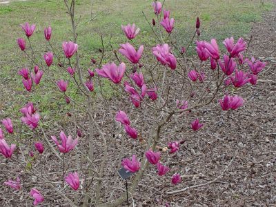 Blooms cover the tree in the spring and rebloom throughout the summer