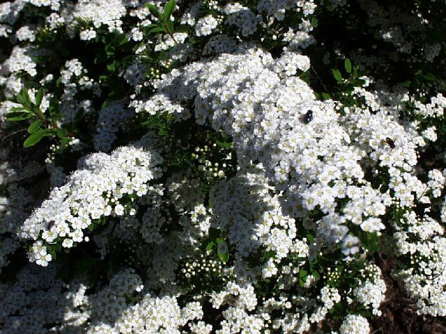 Spiraea nipponica Snowmound Large Plants Dasfarms  