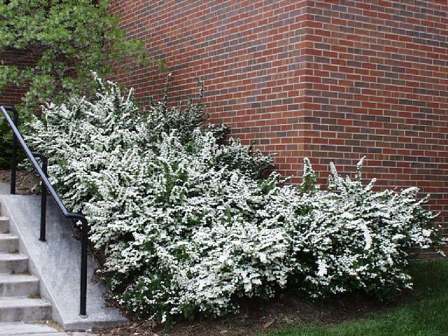 Leaves change to contrast the bloom, giving the plant its name.