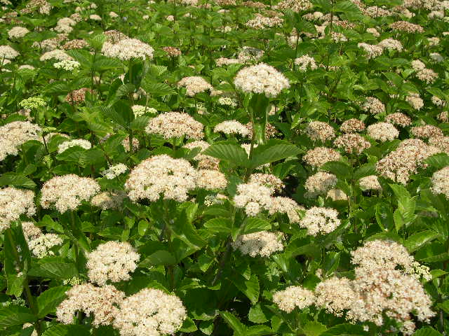 Chicago Lustre Viburnum (2   3 ft) Summer blooms   Glossy leaves 