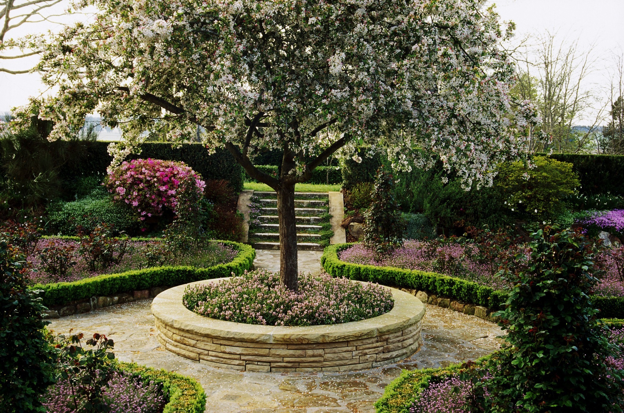 DAS FARMS landscape shade tree