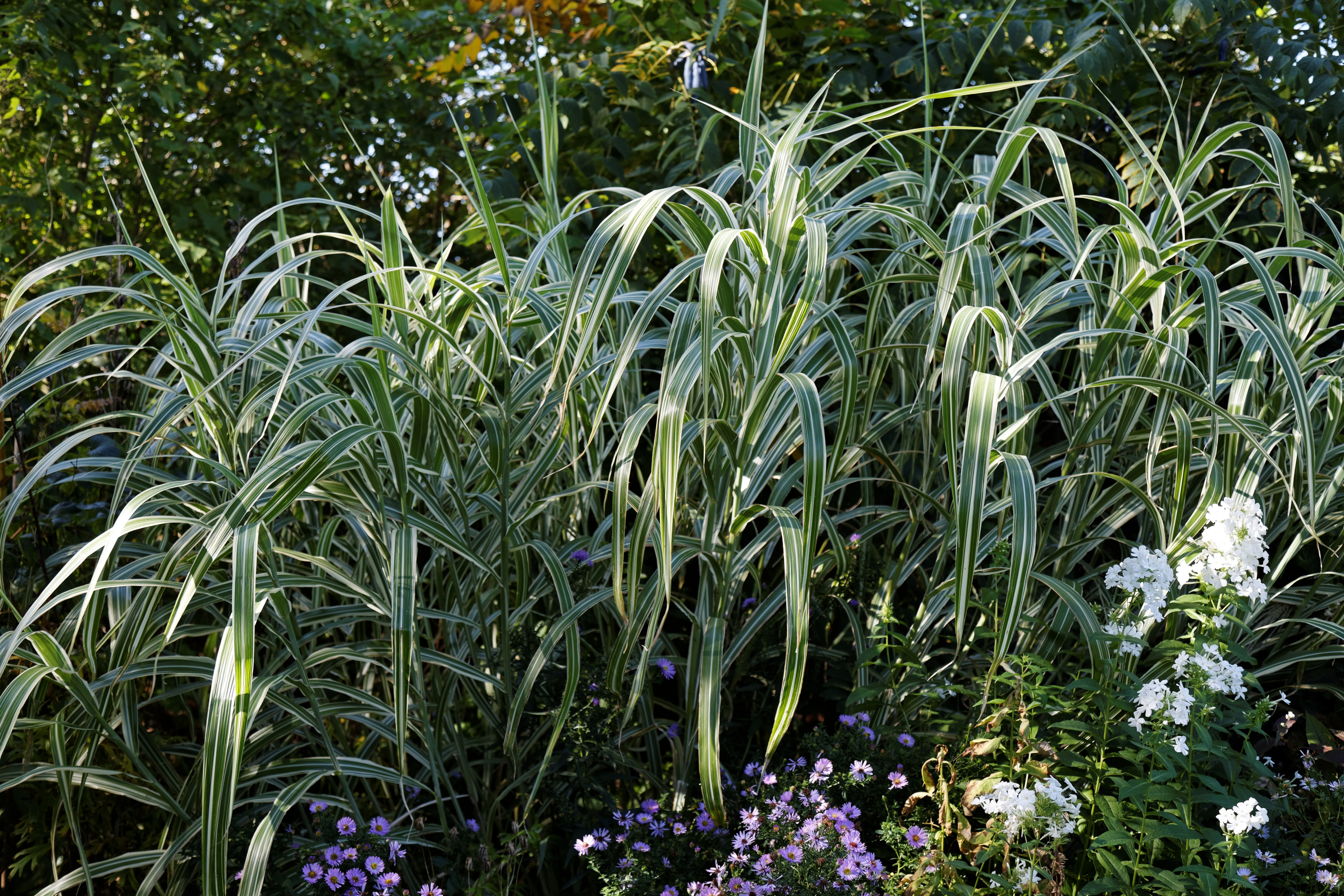 Ornamental grass