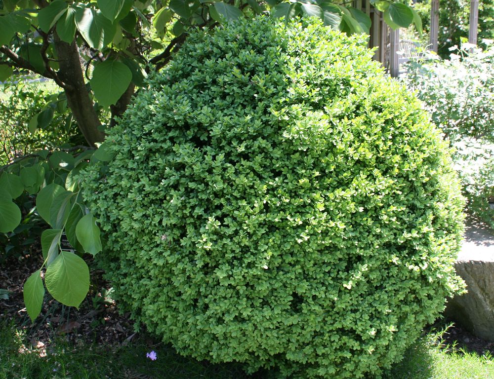 Evergreens