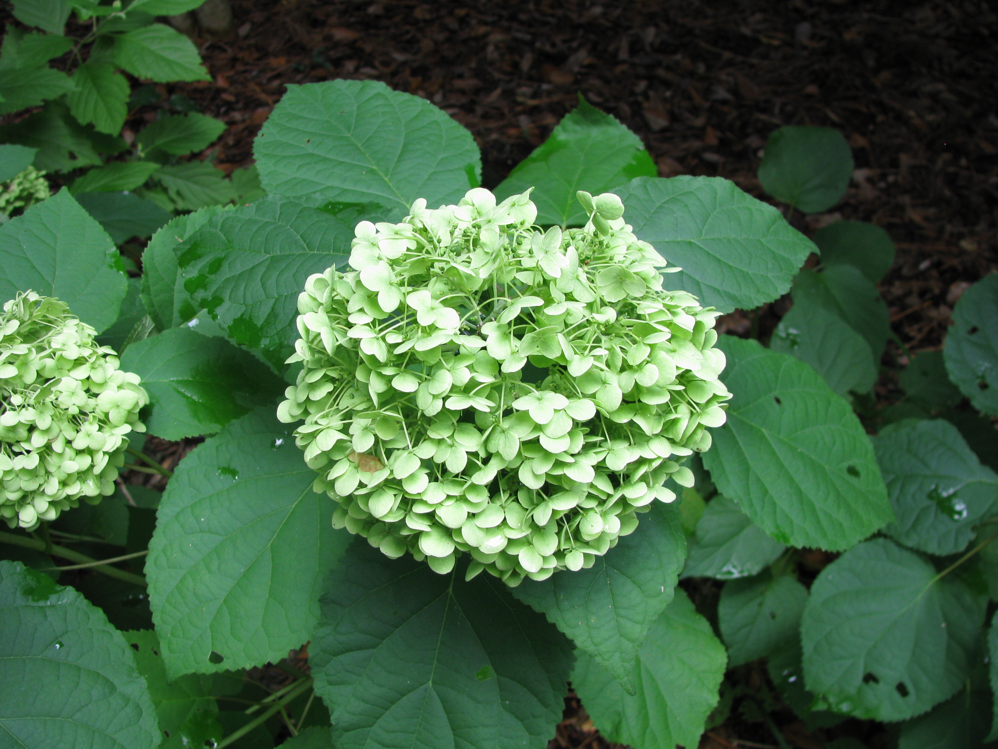 Annabelle Hydrangea at DAS FARMS