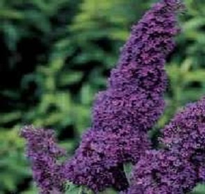Black Knight Butterfly Bush