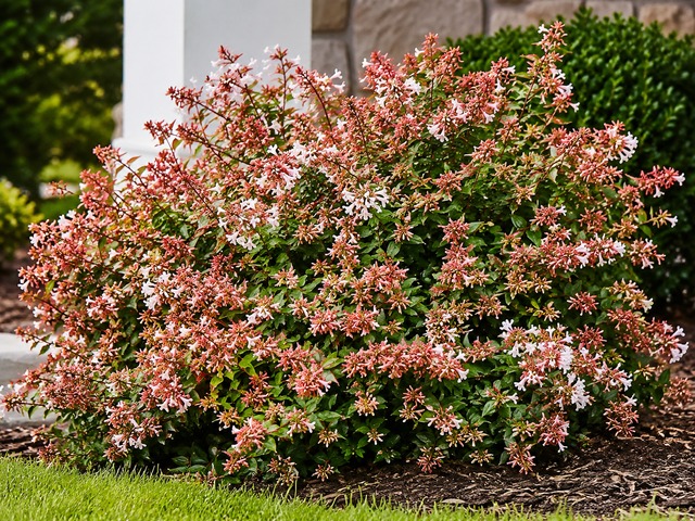 ABELIA