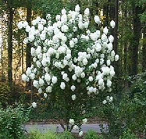 Snowball Viburnum