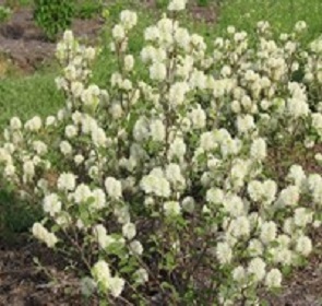 Fothergilla