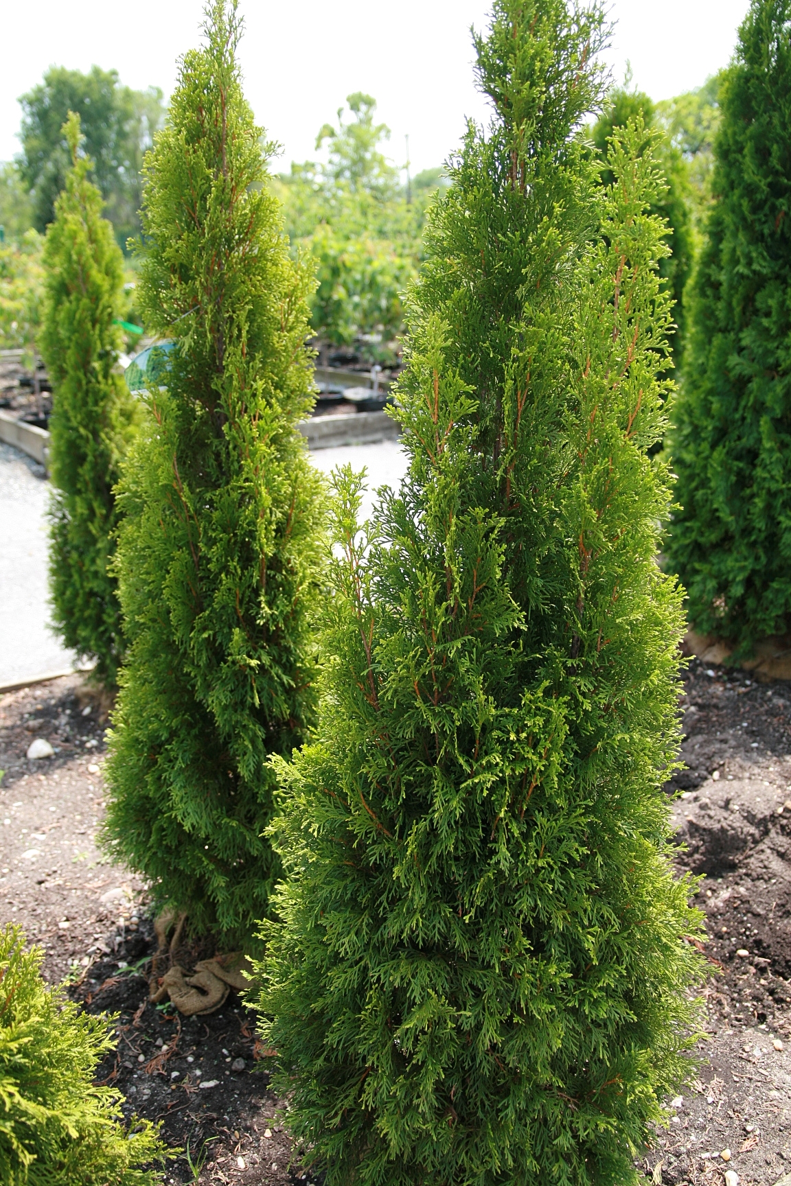 ARBORVITAE