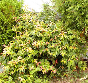 FETTER BUSH