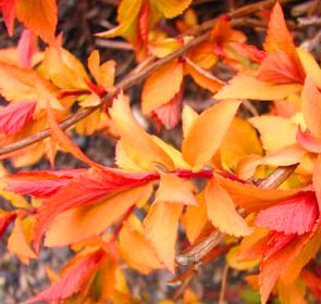 Spirea