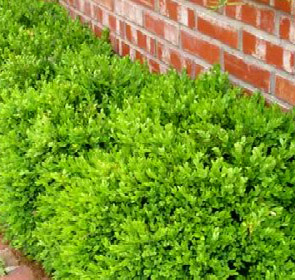 GREEN VELVET