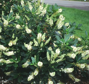 Clethra