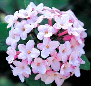 Juddii Viburnum