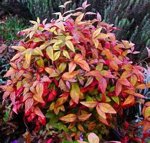 NANDINA