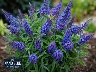 Nano Blue Butterfly Bush