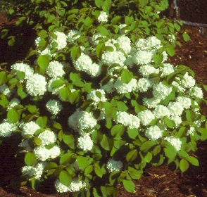 Newport Viburnum