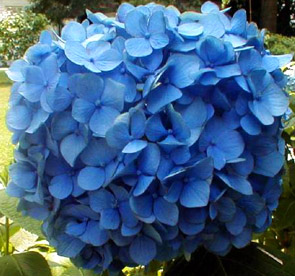 NIKKO BLUE
