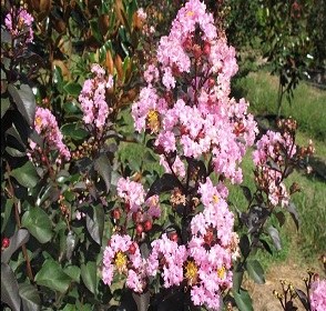RHAPSODY IN PINK