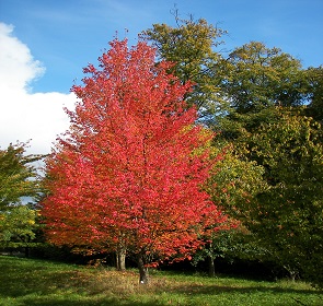 RED MAPLE