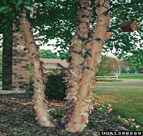 BIRCH