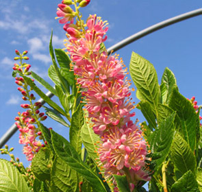Ruby Spice Clethra