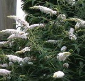 White Profusion Butterfly Bush